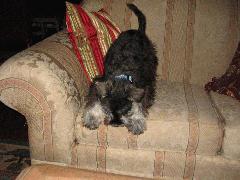 Harley IMG_2998.JPG Harley IMG_2998.JPG